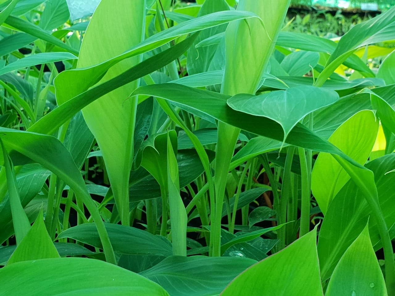Healthy Growth