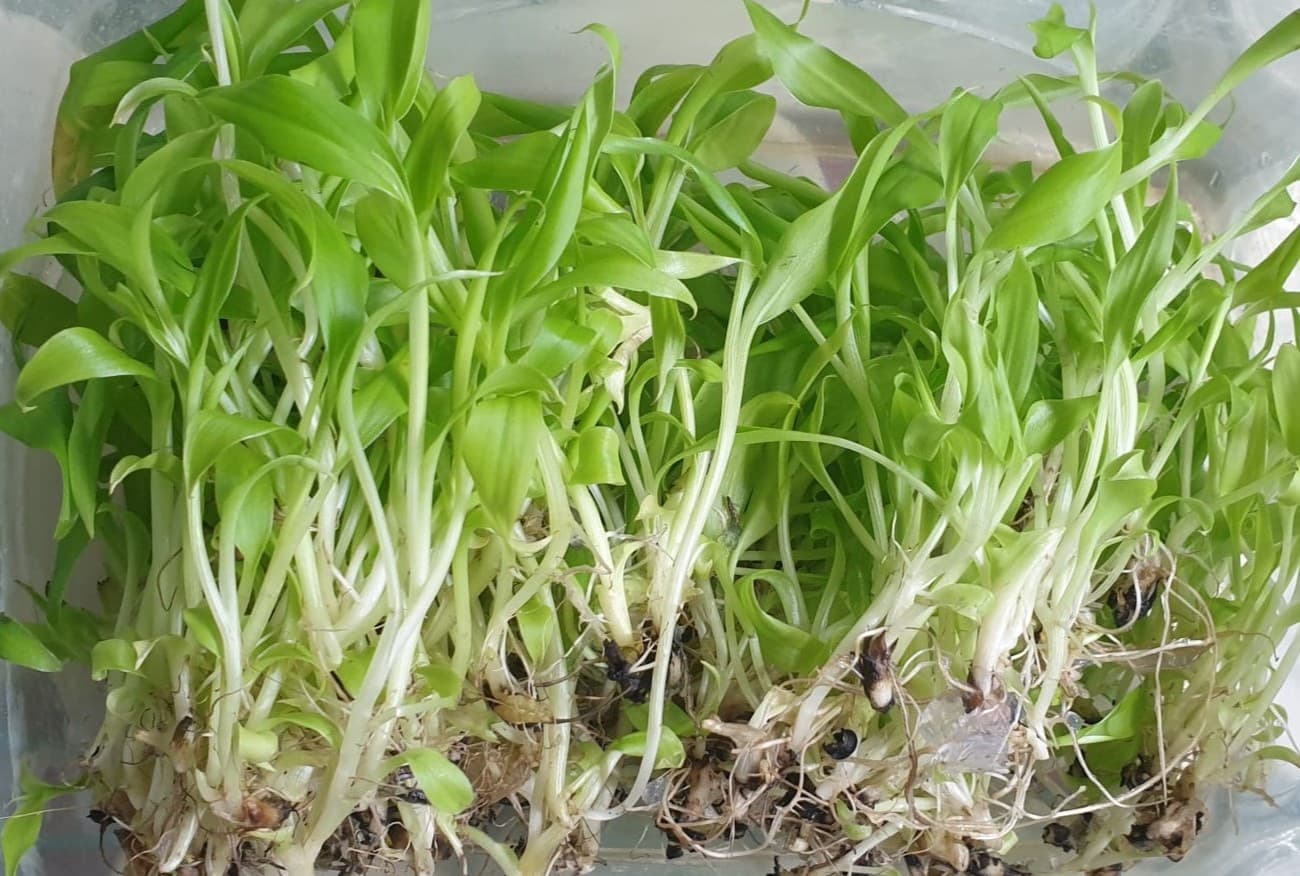 Strong Roots