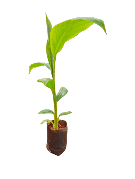 Premium Sapling