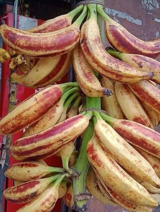 Chengali Kodan