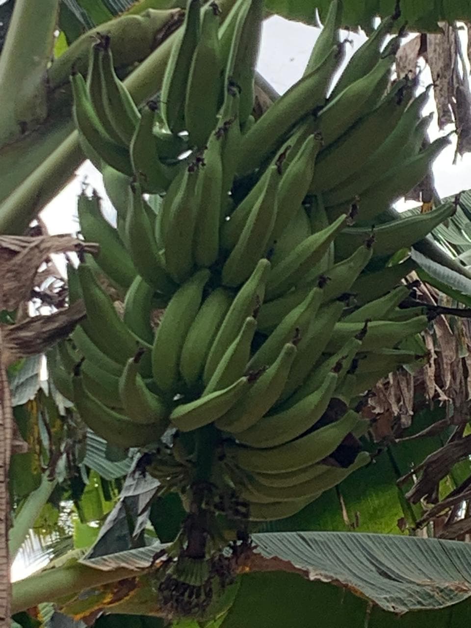Quintal Nendran